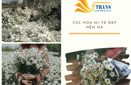 Cúc họa mi vẻ đẹp nền nã